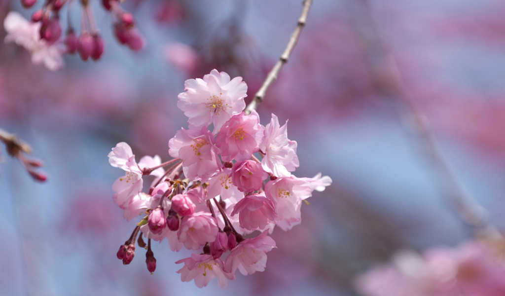 Fondo de pantalla Sakura Pink Flowers 1024x600