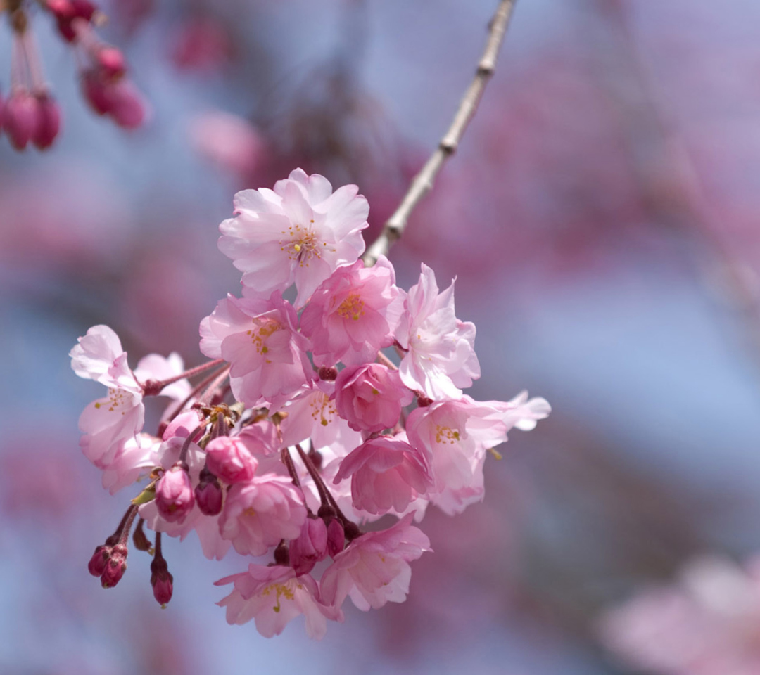 Das Sakura Pink Flowers Wallpaper 1080x960