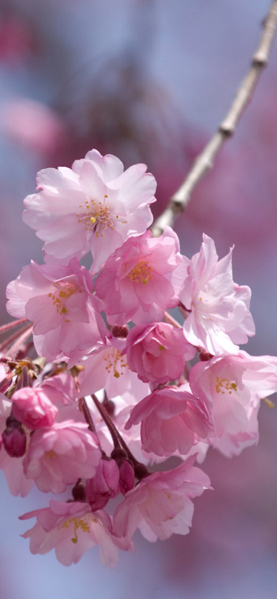 Das Sakura Pink Flowers Wallpaper 1170x2532