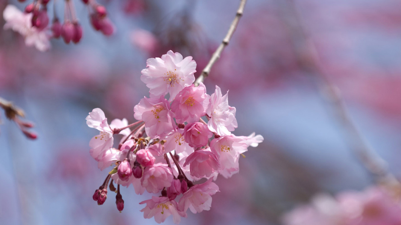 Sfondi Sakura Pink Flowers 1280x720