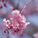 Sakura Pink Flowers screenshot #1 128x128