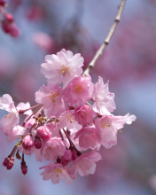 Обои Sakura Pink Flowers 176x220