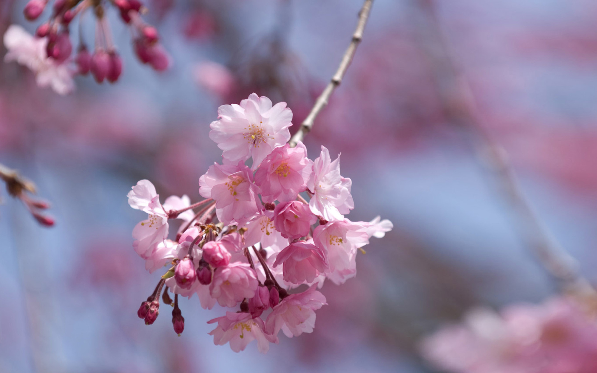 Das Sakura Pink Flowers Wallpaper 1920x1200