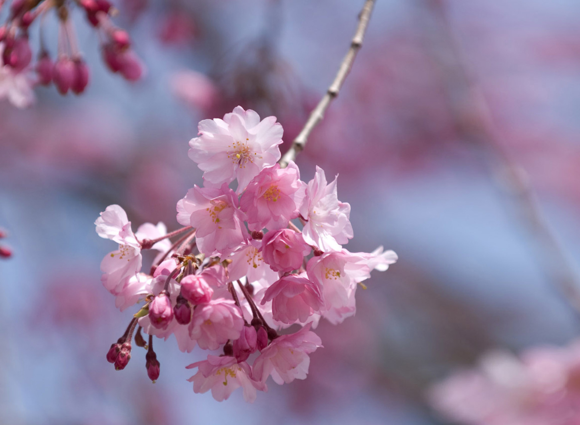 Screenshot №1 pro téma Sakura Pink Flowers 1920x1408