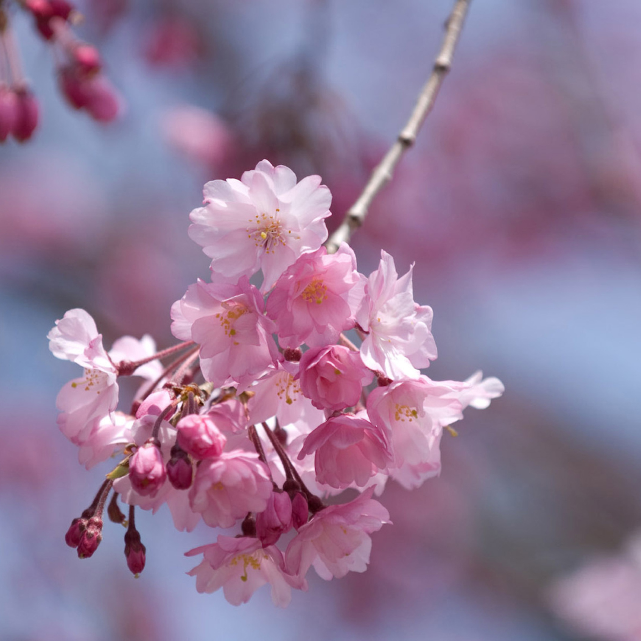 Das Sakura Pink Flowers Wallpaper 2048x2048