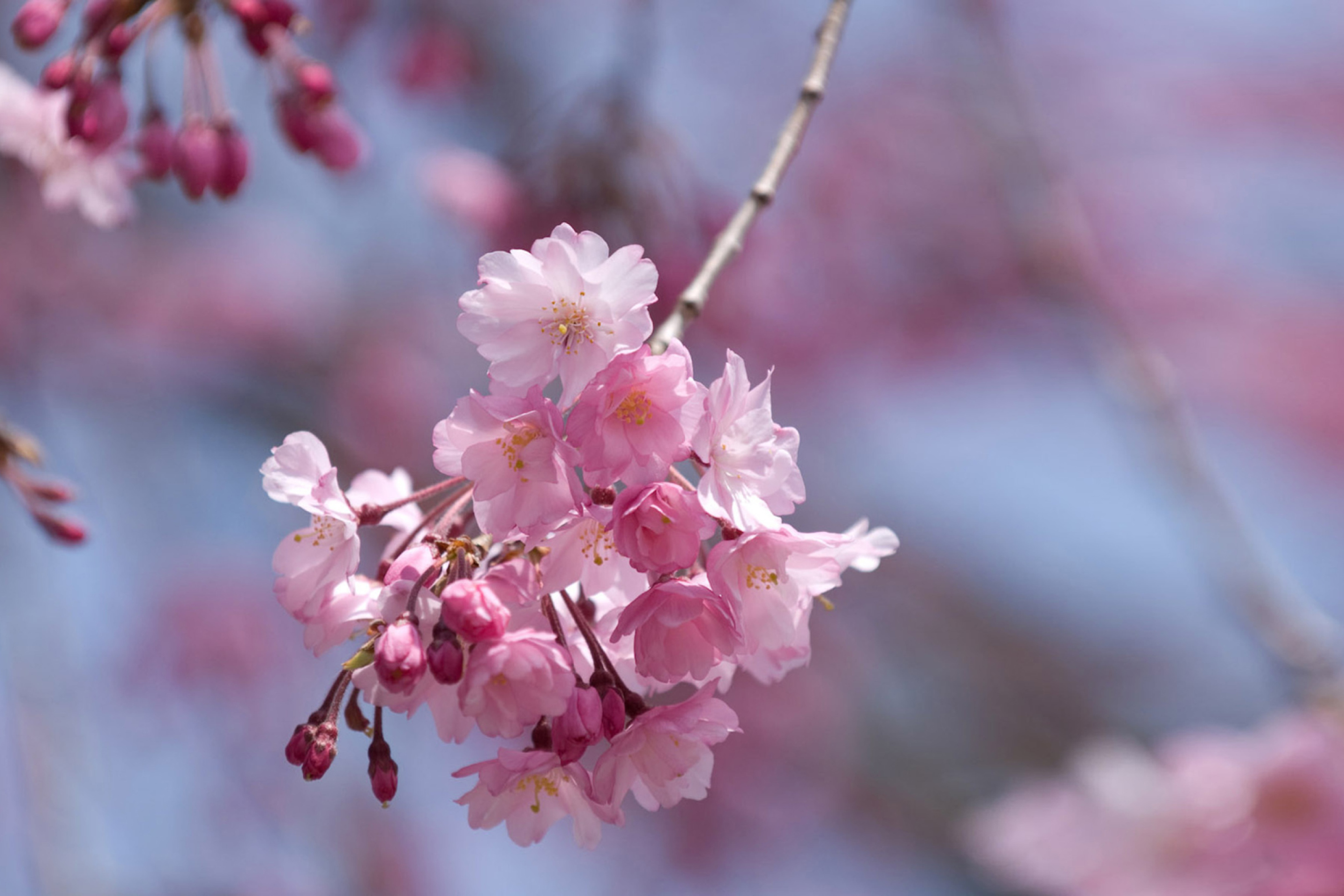 Das Sakura Pink Flowers Wallpaper 2880x1920