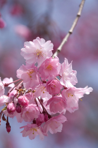 Das Sakura Pink Flowers Wallpaper 320x480
