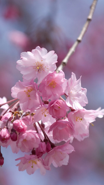 Das Sakura Pink Flowers Wallpaper 360x640