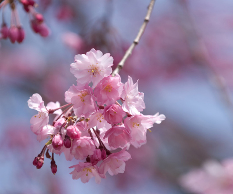 Sakura Pink Flowers screenshot #1 480x400