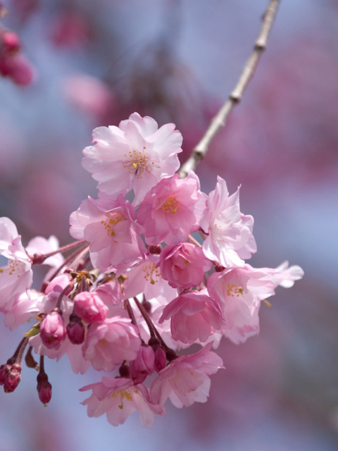 Screenshot №1 pro téma Sakura Pink Flowers 480x640