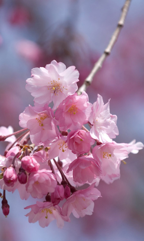Sakura Pink Flowers screenshot #1 480x800