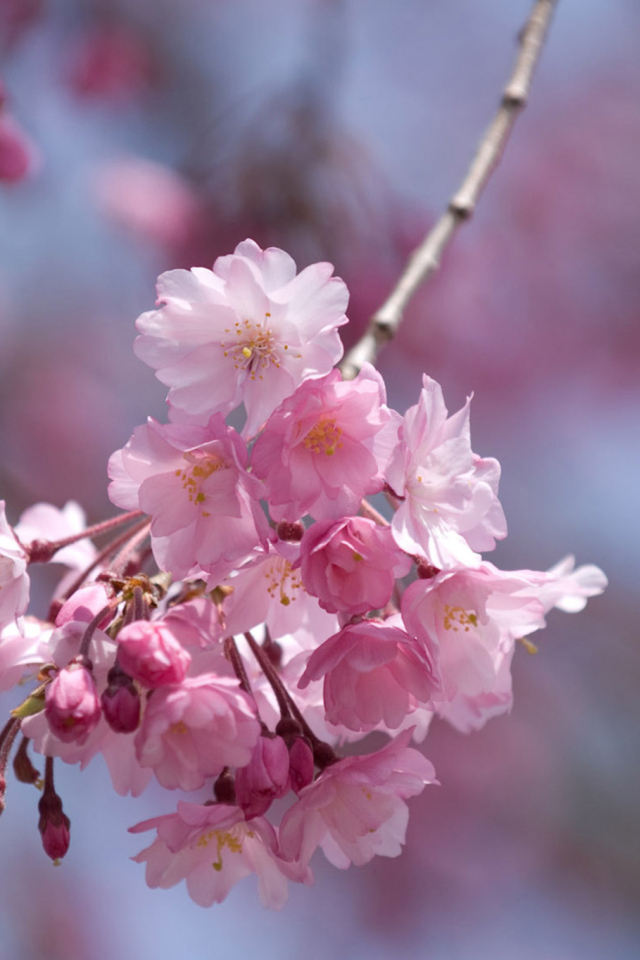 Sfondi Sakura Pink Flowers 640x960