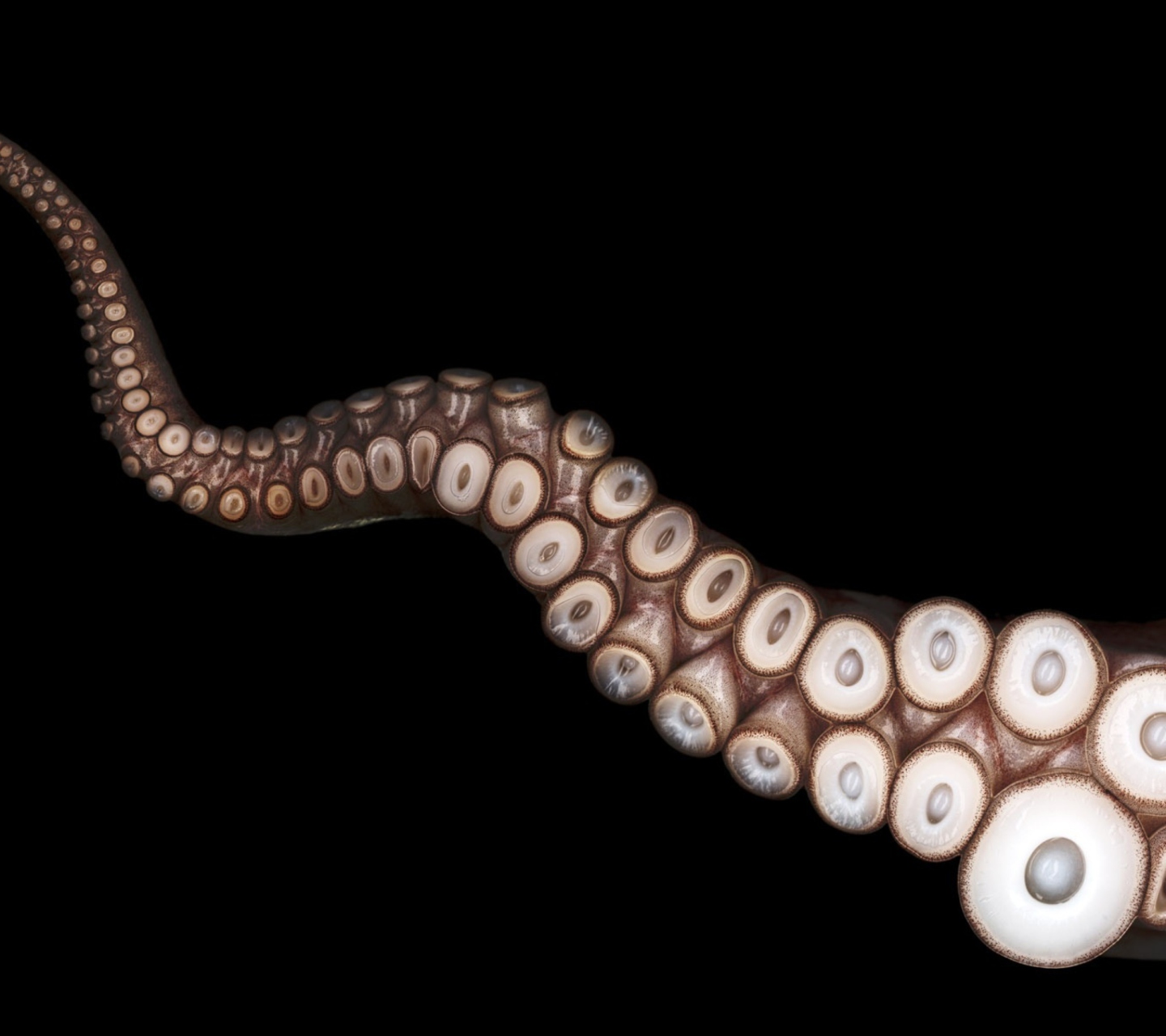 Sfondi Octopus Tentacle 1440x1280