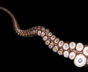 Sfondi Octopus Tentacle 176x144