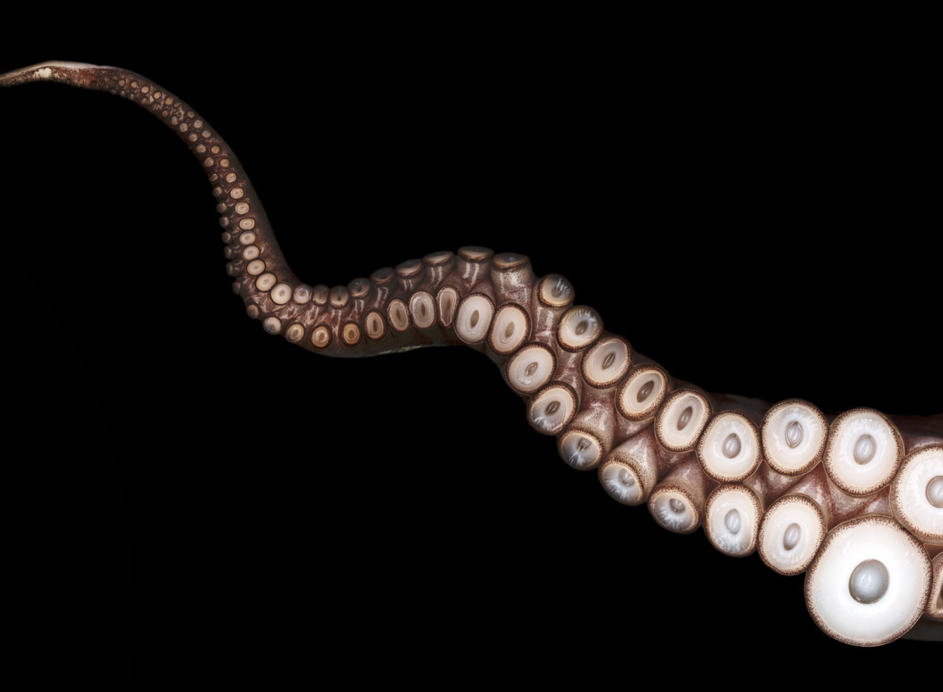 Sfondi Octopus Tentacle 1920x1408