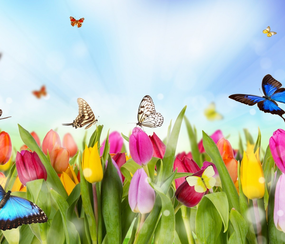 Обои Butterflies and Tulip Field 1200x1024