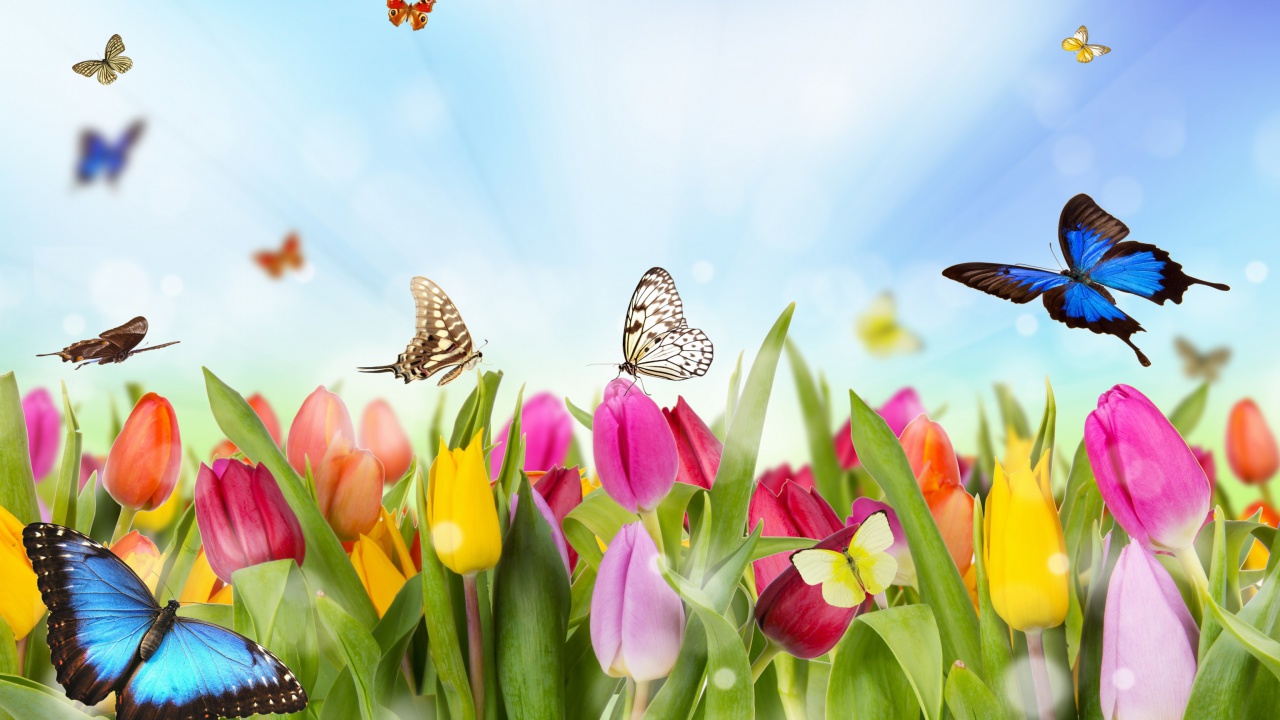 Fondo de pantalla Butterflies and Tulip Field 1280x720