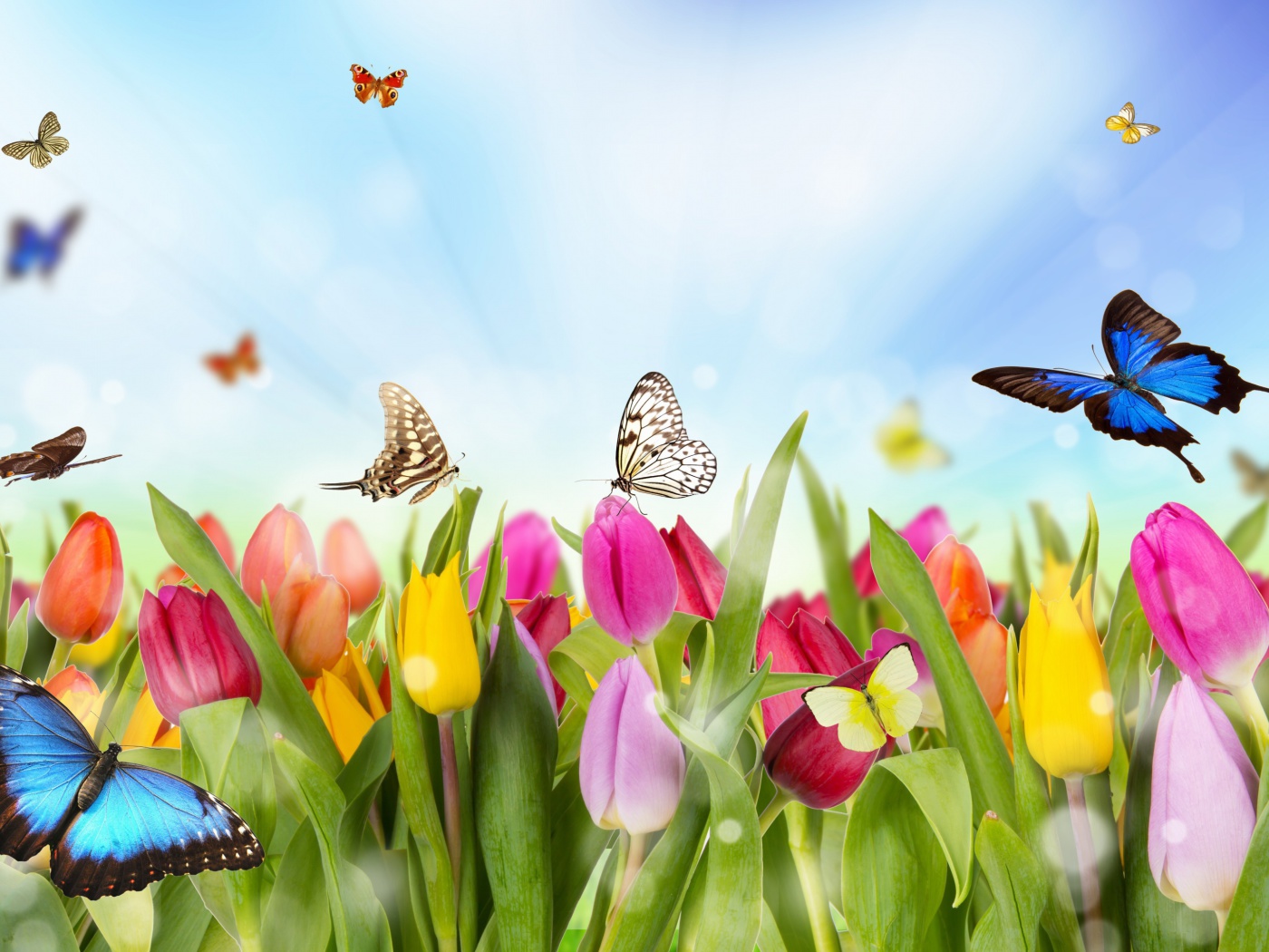 Das Butterflies and Tulip Field Wallpaper 1400x1050