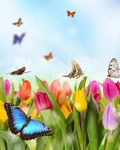 Das Butterflies and Tulip Field Wallpaper 176x220