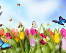 Butterflies and Tulip Field wallpaper 220x176