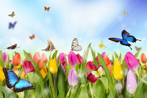 Sfondi Butterflies and Tulip Field 480x320