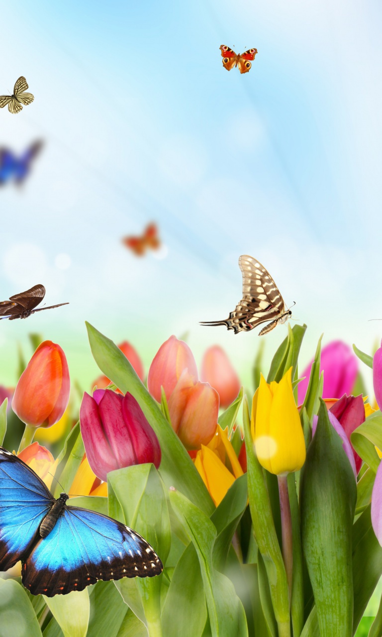 Das Butterflies and Tulip Field Wallpaper 768x1280