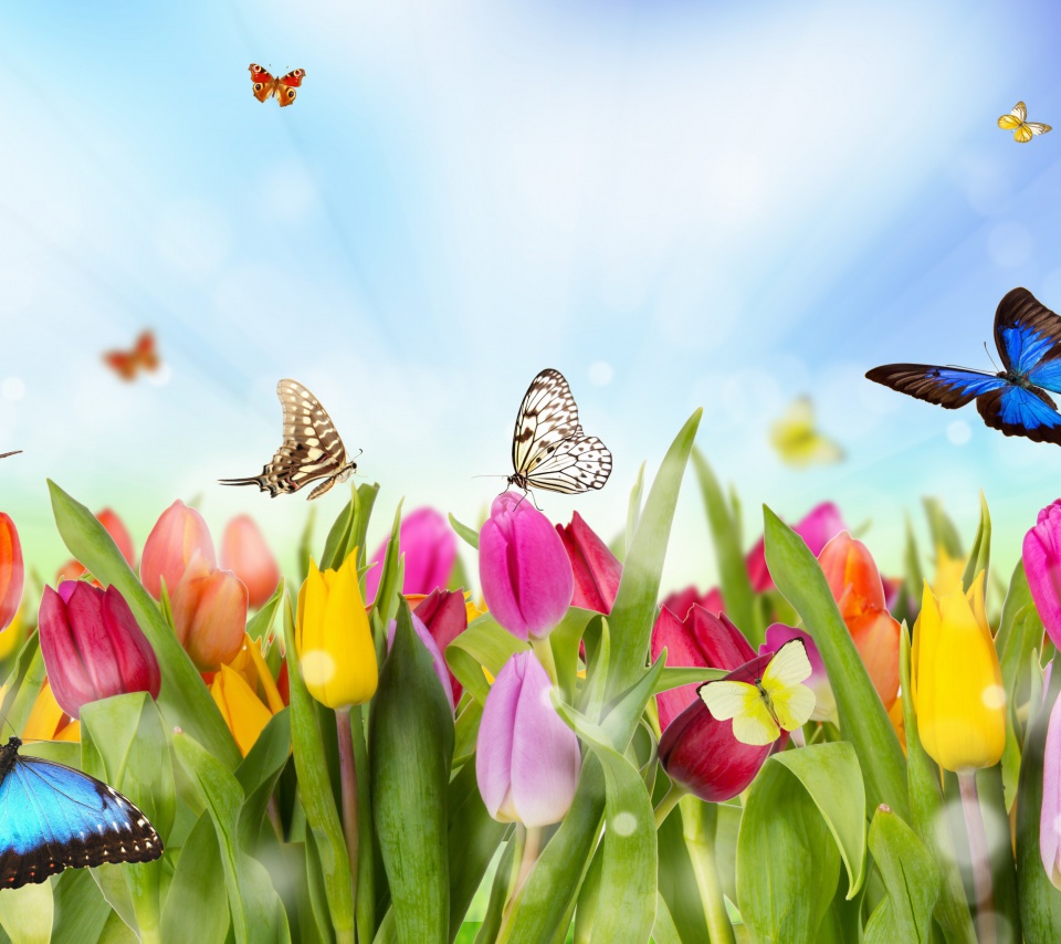 Das Butterflies and Tulip Field Wallpaper 960x854