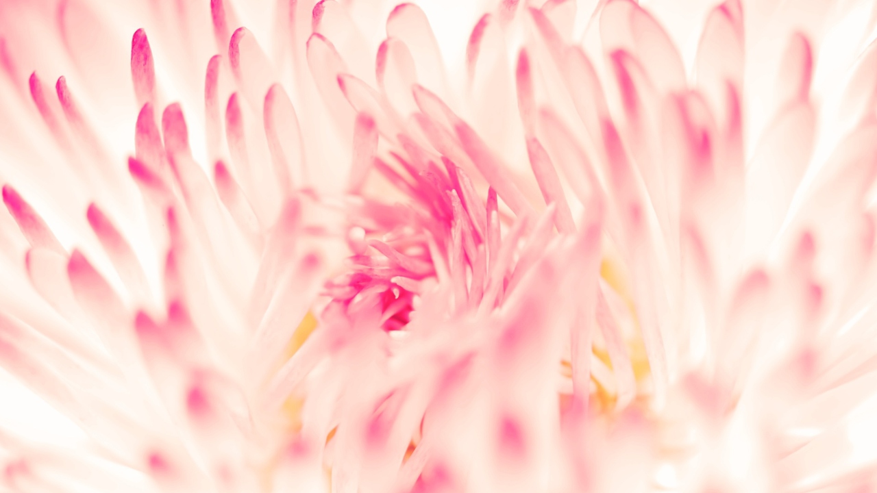 Spring Daisy Flower screenshot #1 1280x720