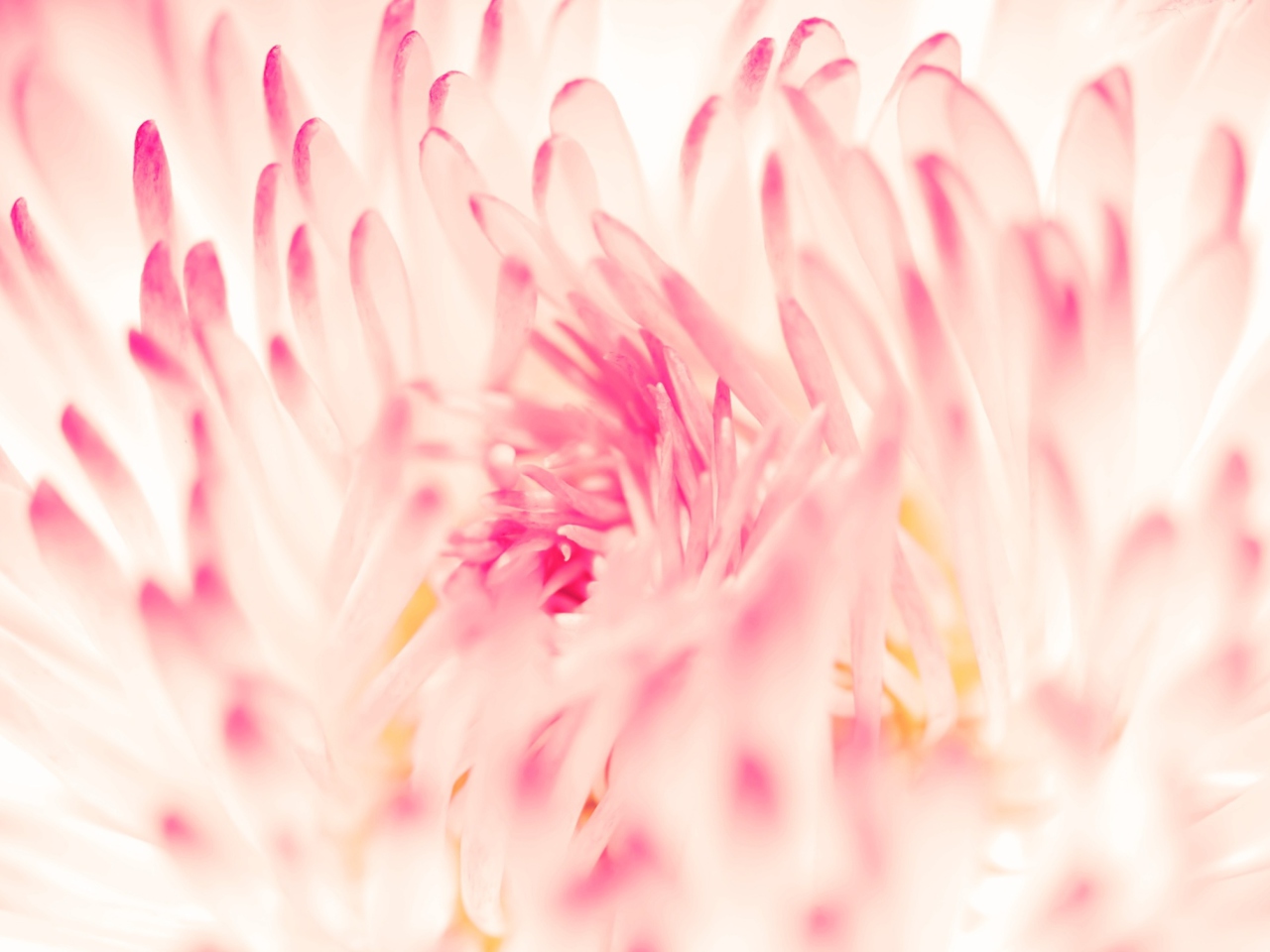Spring Daisy Flower screenshot #1 1280x960