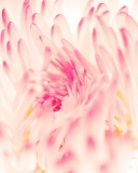 Fondo de pantalla Spring Daisy Flower 128x160