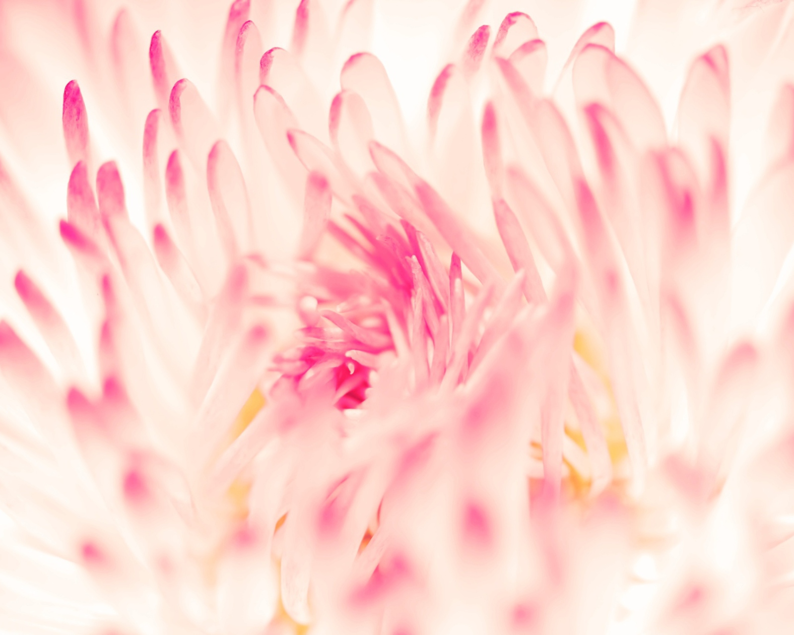 Screenshot №1 pro téma Spring Daisy Flower 1600x1280