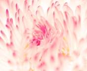 Das Spring Daisy Flower Wallpaper 176x144