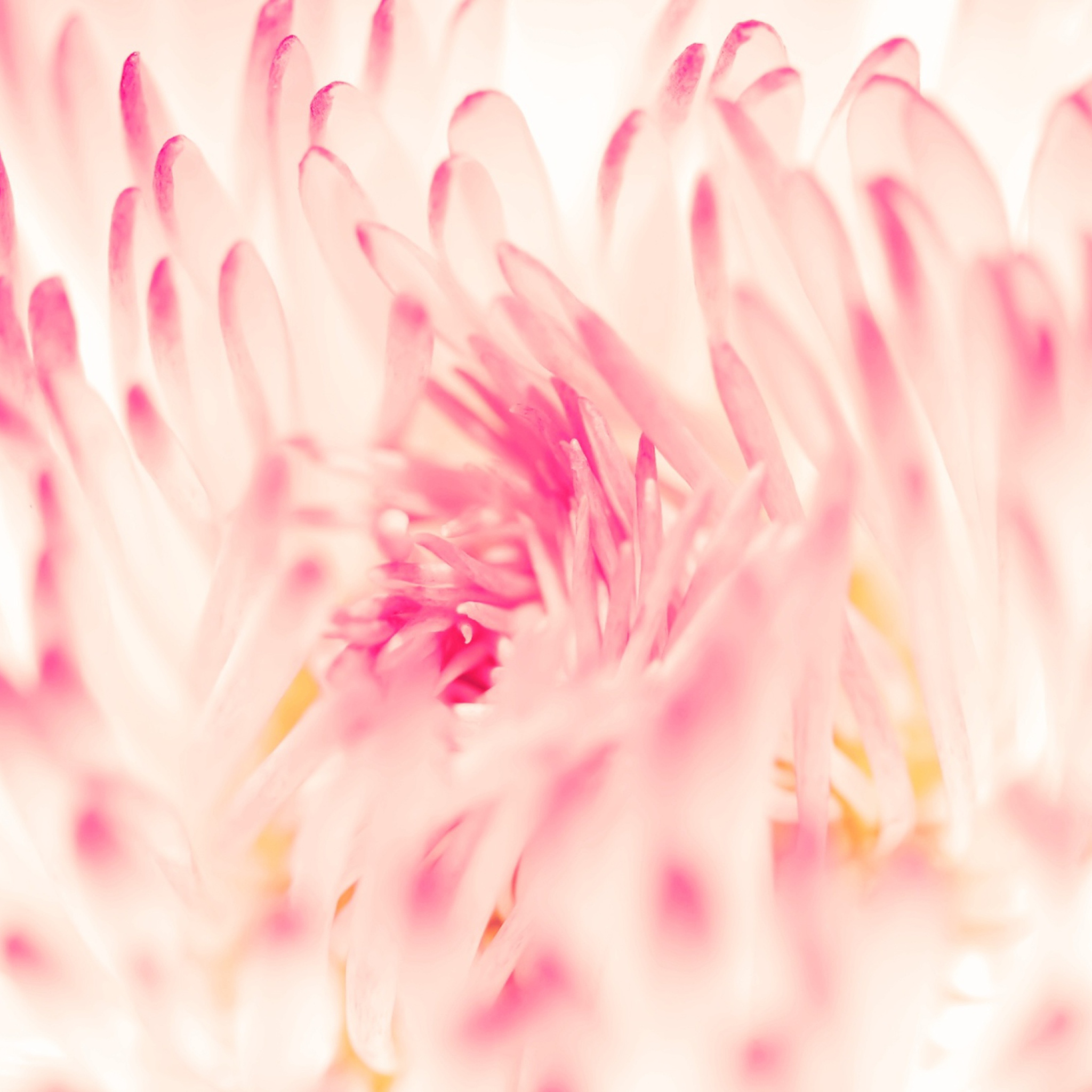 Das Spring Daisy Flower Wallpaper 2048x2048