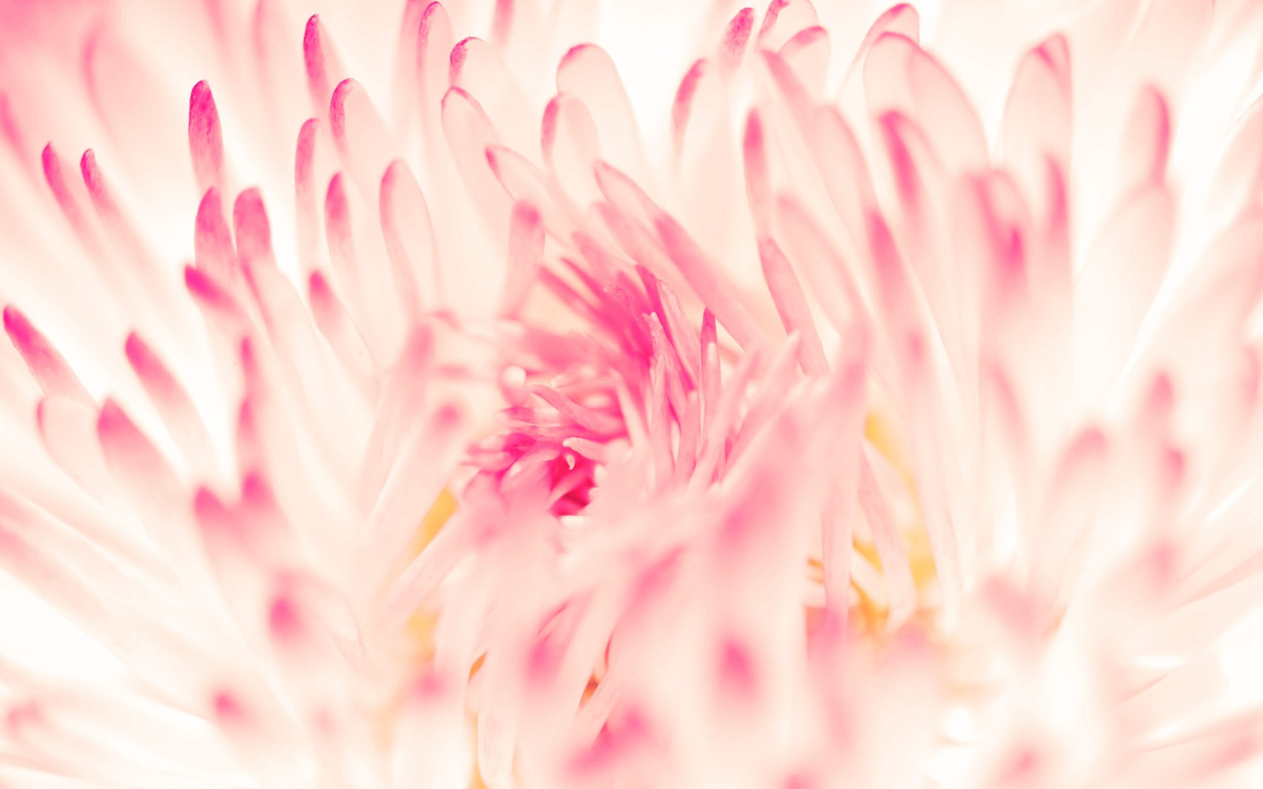 Spring Daisy Flower screenshot #1 2560x1600
