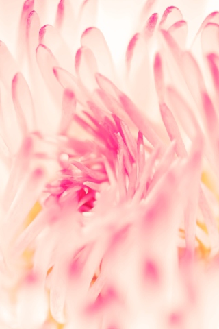 Spring Daisy Flower screenshot #1 320x480