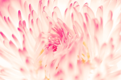 Spring Daisy Flower screenshot #1 480x320