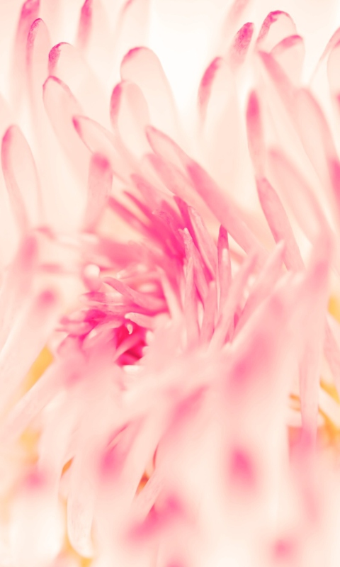 Das Spring Daisy Flower Wallpaper 480x800