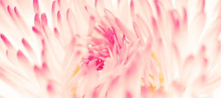 Das Spring Daisy Flower Wallpaper 720x320