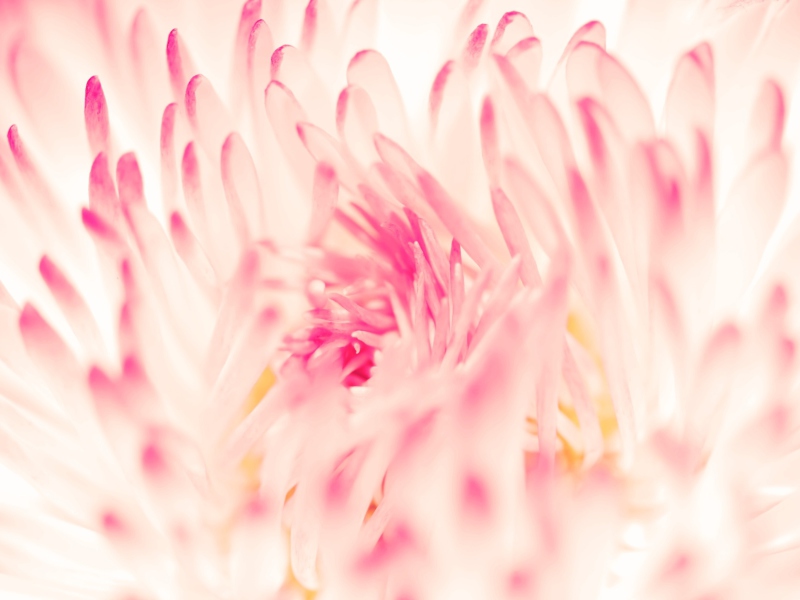 Spring Daisy Flower screenshot #1 800x600