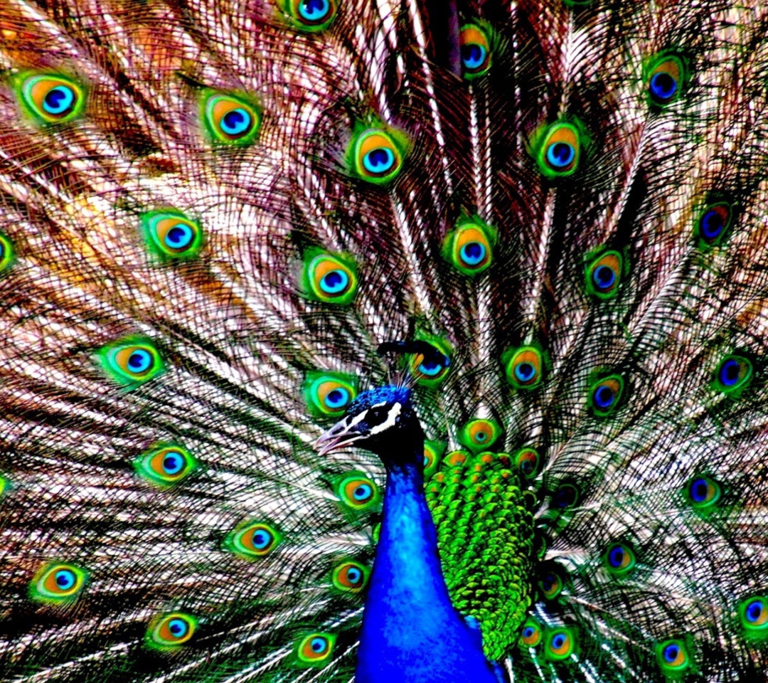 Fondo de pantalla Peacock 1080x960