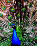 Fondo de pantalla Peacock 128x160