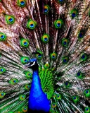 Peacock screenshot #1 128x160