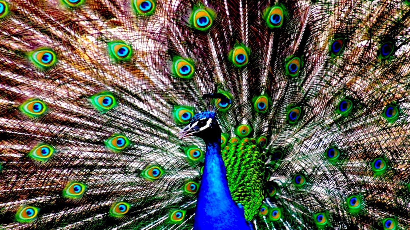 Das Peacock Wallpaper 1366x768