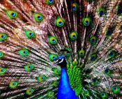 Peacock screenshot #1 176x144