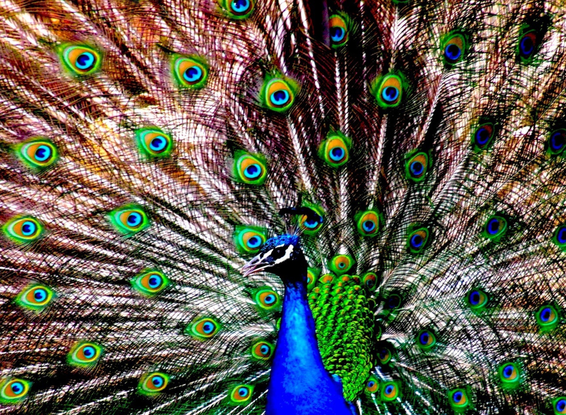 Peacock wallpaper 1920x1408