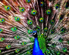 Fondo de pantalla Peacock 220x176