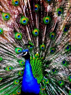 Das Peacock Wallpaper 240x320
