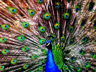 Das Peacock Wallpaper 320x240