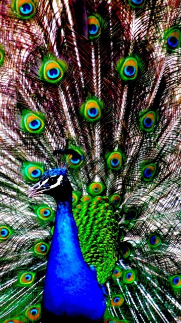 Fondo de pantalla Peacock 360x640