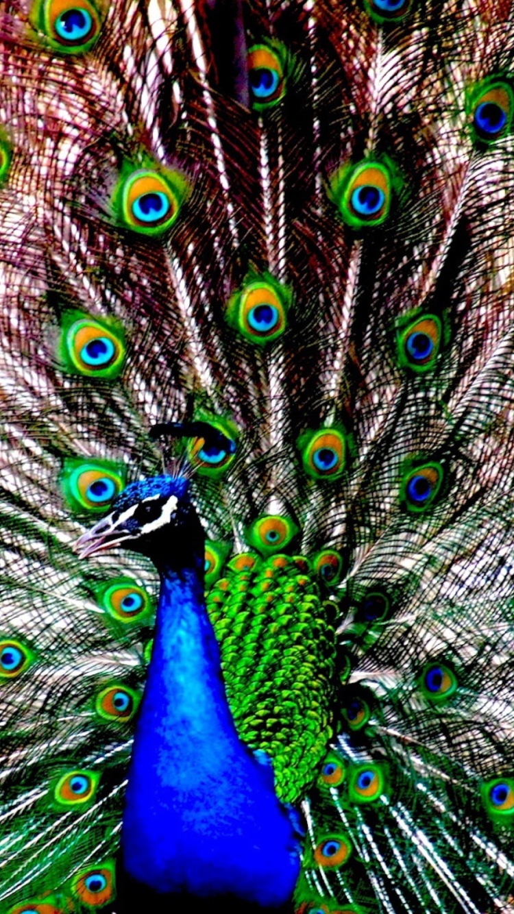 Peacock wallpaper 750x1334